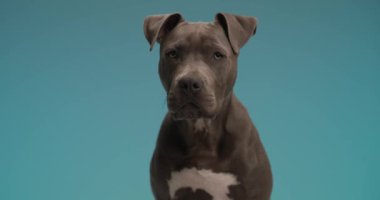 Mavi arka planda meraklı amstaff köpeğinin video projesi. Yukarı bakıyor, havlıyor ve stüdyoda zıplıyor.