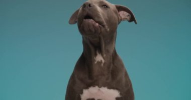 Yorgun ve yorgun köpek esniyor ve havlamaya başlıyor. Stüdyoda mavi arka planda tuhaf bir şekilde yukarı bakıyor.