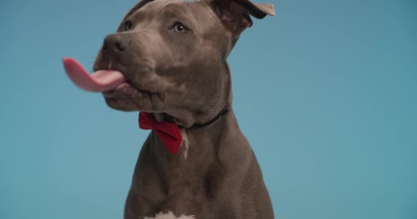 Dżentelmen Amerykański Staffordshire Terrier Szczeniak Noszący Czerwoną Muszkę Szyi Patrzący — Wideo stockowe