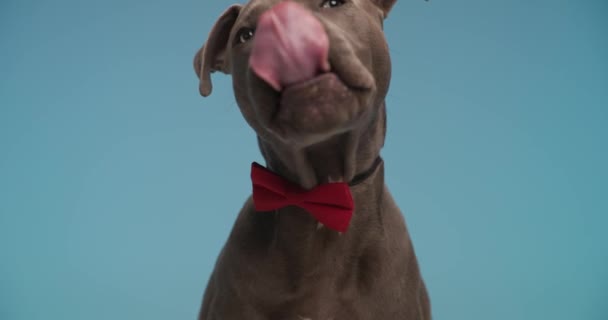 Hungry Little Amstaff Puppy Bowtie Sticking Out Tongue Licking Nose — Stok video