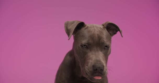 Portrait Video Beautiful American Staffordshire Terrier Dog Sticking Out Tongue — Stockvideo