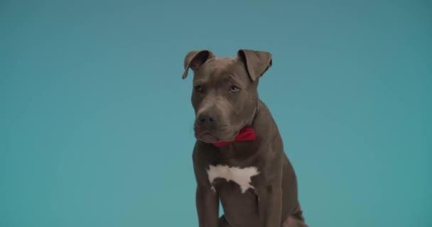Elegant American Staffordshire Terrier Dog Red Bowtie Neck Sitting Front — Video Stock