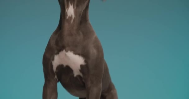 Cute Little American Staffordshire Terrier Puppy Jumping Standing Back Legs — Video Stock