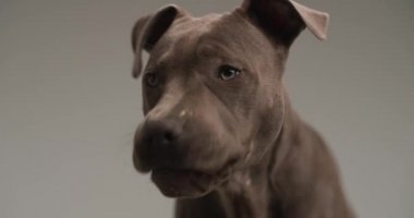 Güzel amstaff köpek yavrusunun dilinden sarkan ve gri arkaplan önünde burnunu yalayan videoyu kapat.