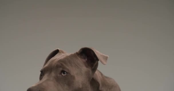 Video Front Grey Background American Staffordshire Terrier Looking Side Licking — Stok video