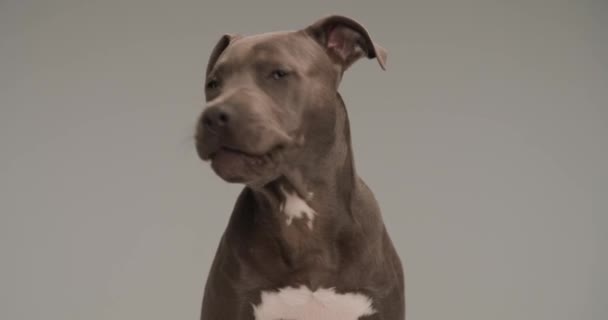 Dychtivý Americký Stafordshirský Teriér Pes Vzhlíží Vyplazeným Jazykem Olizuje Nos — Stock video