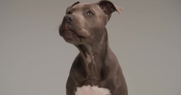 Schattig Amerikaans Staffordshire Terrier Hond Voorkant Van Grijze Achtergrond Steken — Stockvideo