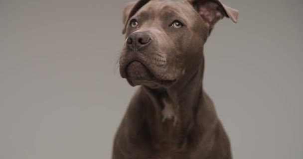 Sweet Amstaff Puppy Looking Being Curious Sticking Out Tongue Licking — Stok video