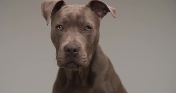 Precious Small American Staffordshire Terrier Dog Looking Side Front Grey — Video Stock