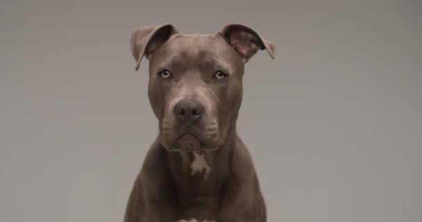Projekt Portret Pięknego Amerykańskiego Psa Terrier Staffordshire Przed Szarym Tłem — Wideo stockowe