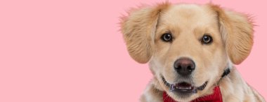close up image of beautiful elegant golden retriever puppy being happy on pink background in studio