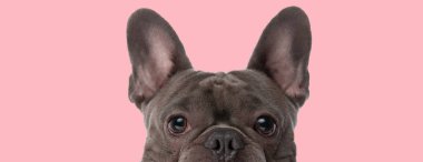 adorable close up picture of eyes and ears of lovely small french bulldog puppy on pink background in studio