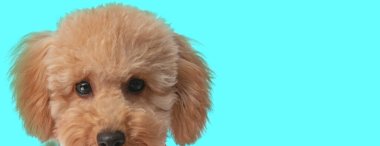close up picture of head and eyes of beautiful fluffy poodle dog with big ears on blue background