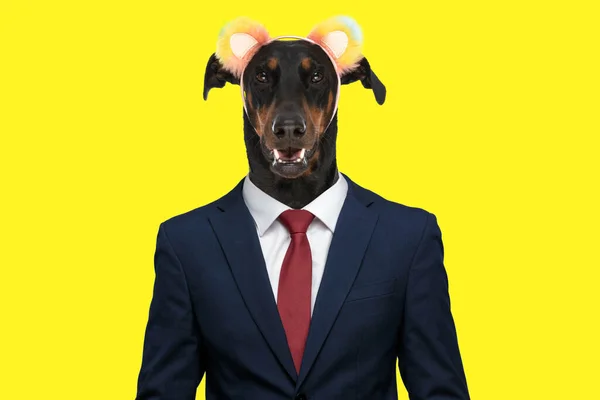 Happy Teckel Dachshund Dog Cute Ears Headband Wearing Elegant Navy — Stock Photo, Image