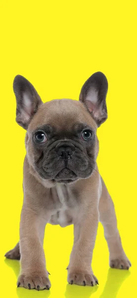 Mooie Kleine Franse Bulldog Puppy Voor Gele Achtergrond — Stockfoto