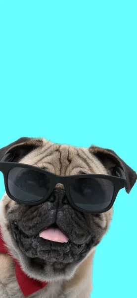 Cachorro Pug Fresco Con Gafas Pajarita Jadeando Sacando Lengua Delante — Foto de Stock