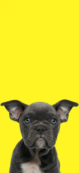 黄色の背景に青い目の美しいアメリカのいじめ犬画面の背景 — ストック写真