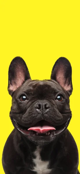 Telefoon Wallpaper Foto Van Gelukkig Klein Frans Bulldog Hond Steken — Stockfoto