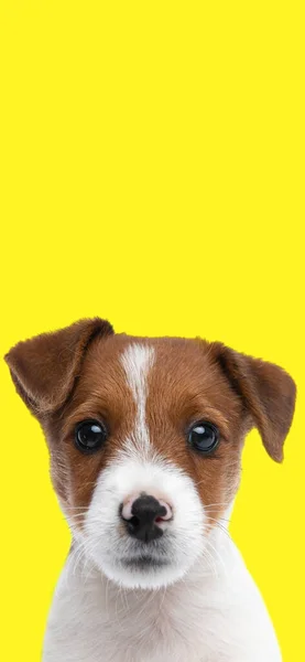 Foto Lindo Pequeño Gato Russel Terrier Perro Frente Fondo Amarillo — Foto de Stock