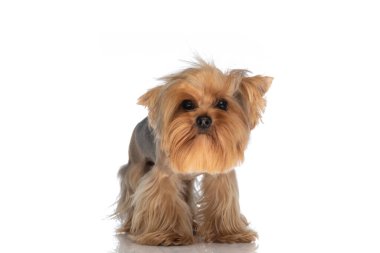 Güzel küçük Yorkshire Teriyer köpeği stüdyoda beyaz arka planda duruyor.