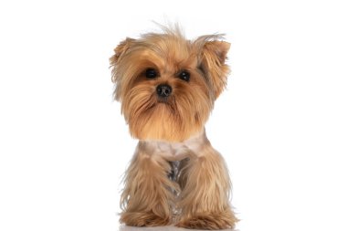 Stüdyoda beyaz arka planda duran güzel küçük Yorkie köpeğinin resmi.