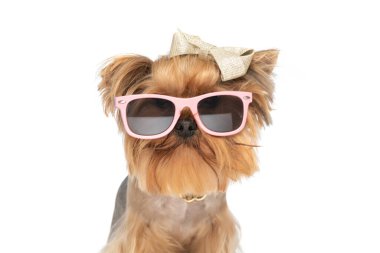 Havalı Yorkshire Terrier köpeğinin portresi. Güneş gözlüğü takıyor ve stüdyoda beyaz arka planda otururken selam veriyor.