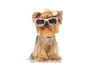Yay ve yakalı, güneş gözlüklü ve stüdyoda beyaz arka planda oturan havalı Yorkie Pookie.