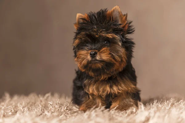 Uroczy Mały Yorkie Pies Brązowym Tle Patrząc Daleko — Zdjęcie stockowe