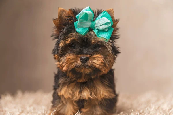 Beautiful Small Yorkie Puppy Bow Sitting Carpet Front Beige Background — Stock Photo, Image