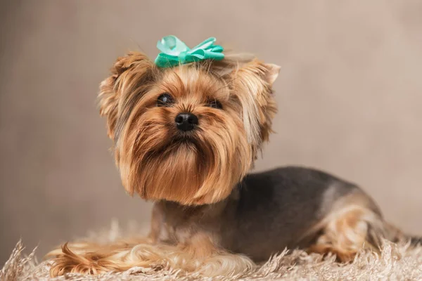 Słodki Mały Yorkshire Terrier Szczeniak Niebieską Kokardką Patrząc Górę Będąc — Zdjęcie stockowe