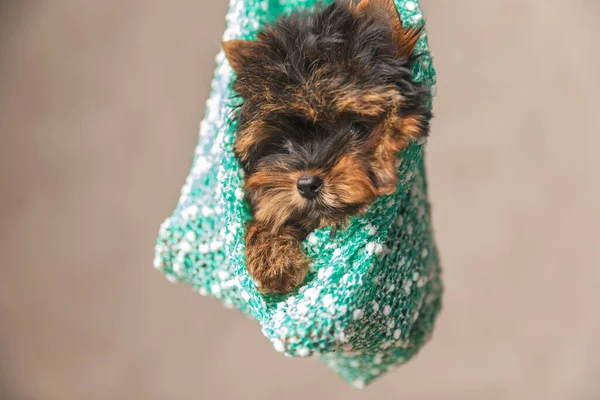 Cansado Pouco Yorkie Filhote Cachorro Sendo Realizada Uma Bolsa Quente — Fotografia de Stock