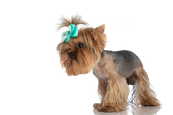 Vista Lateral Bonito Yorkshire Terrier Com Arco Olhando Para Lado — Fotografia de Stock