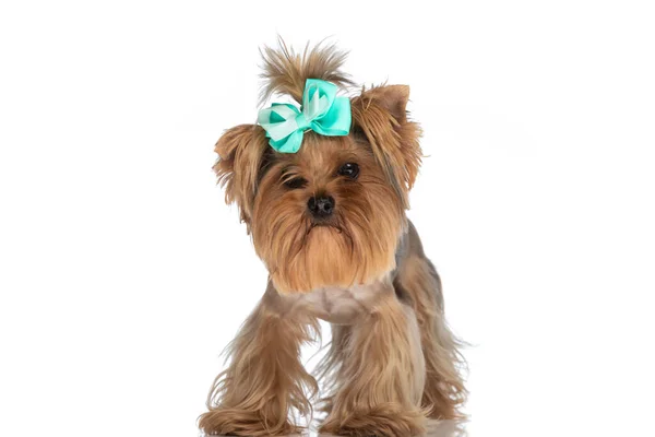 Imagen Pequeño Elegante Cachorro Yorkie Con Arco Cabeza Pie Frente —  Fotos de Stock