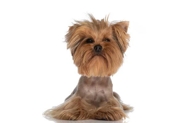 Söt Yorkie Hund Liggande Golvet Vara Nyfiken Och Tittar Upp — Stockfoto