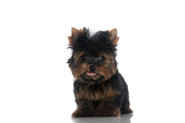 Mooie Kleine Yorkie Hond Kijken Weg Steken Uit Tong Witte — Stockfoto