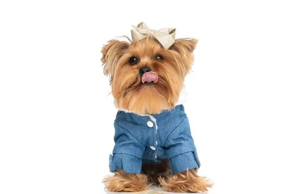 甘いです小さなヨークシャーテリア子犬とともに服を突き出し舌とポーズの前に白い背景でスタジオ — ストック写真