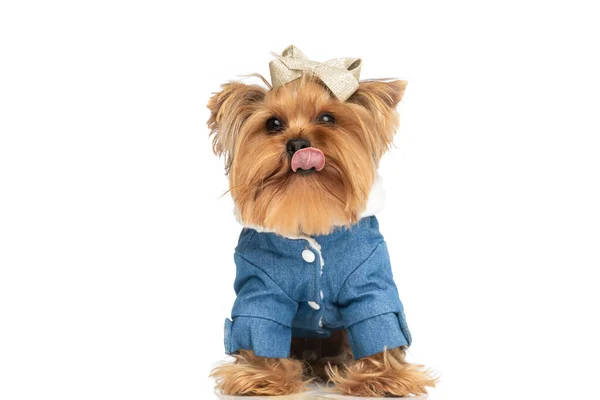 Doce Pequeno Yorkshire Terrier Filhote Cachorro Com Roupas Saindo Língua — Fotografia de Stock