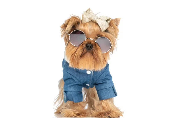 Funny Yorkshire Terrier Wearing Clothes Sunglasses Bow While Standing White — Stock Photo, Image