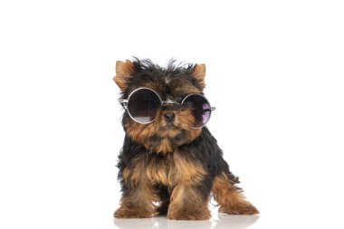 Cool Yorkshire Terrier köpeği güneş gözlüğü takıyor ve stüdyoda beyaz arka planın önünde duruyor.
