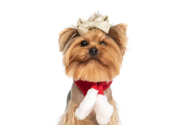 Süßer Kleiner Yorkshire Terrier Hund Mit Glitzerschleife Und Weihnachtsschal Während — Stockfoto