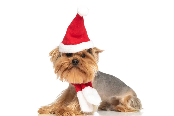 Υπέροχο Yorkshire Terrier Κουτάβι Χριστουγεννιάτικο Καπέλο Και Κασκόλ Γιορτάζει Χριστούγεννα — Φωτογραφία Αρχείου