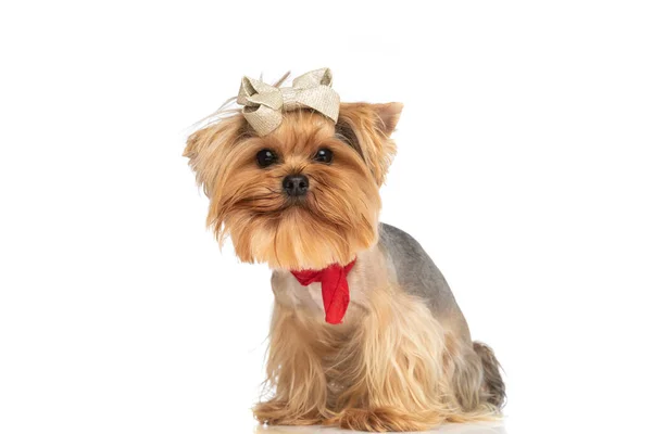 Belo Yorkshire Terrier Cão Com Arco Vestindo Bandana Vermelha Sentado — Fotografia de Stock