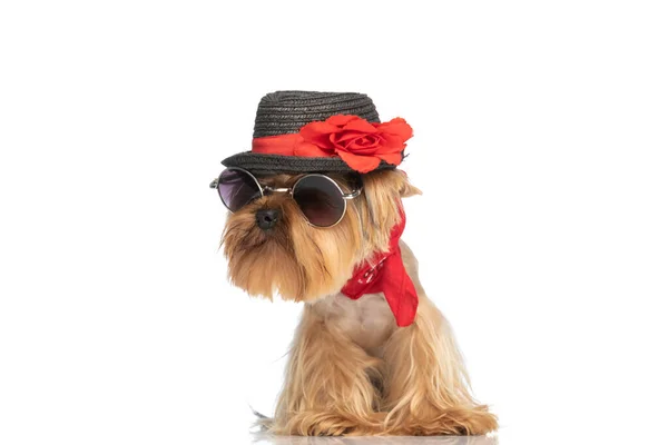 Śmieszne Yorkshire Terrier Szczeniak Sobie Kapelusz Okulary Przeciwsłoneczne Czerwony Bandana — Zdjęcie stockowe