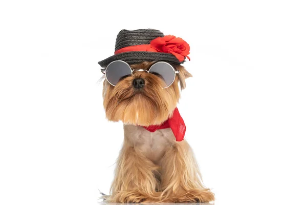 Zdjęcie Fajnego Małego Psa Terrier Yorkshire Okularami Przeciwsłonecznymi Czerwoną Bandaną — Zdjęcie stockowe