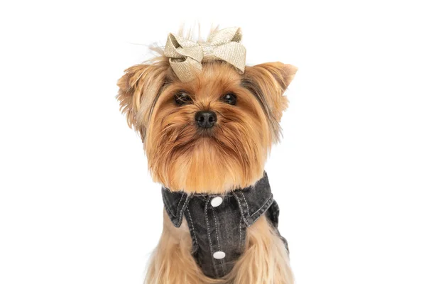 可爱的约克郡宠物狗 头戴弓 身穿衣服 风趣幽默 站在工作室的白色背景上 — 图库照片