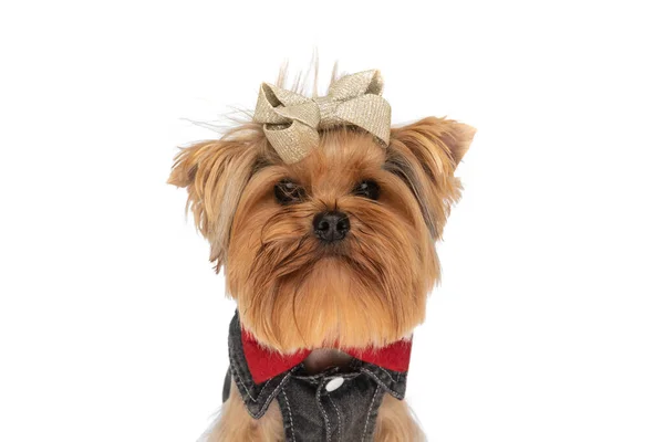 Schattig Klein Yorkie Puppy Dragen Kleding Rode Strikje Rond Nek — Stockfoto