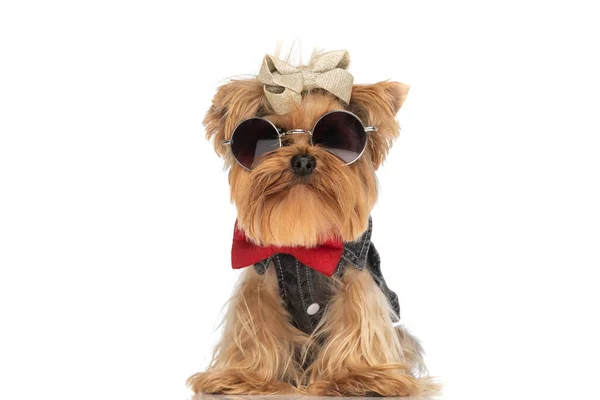 Cool Fashion Yorkshire Terrier Pies Okularami Przeciwsłonecznymi Muszką Siedzi Białym — Zdjęcie stockowe