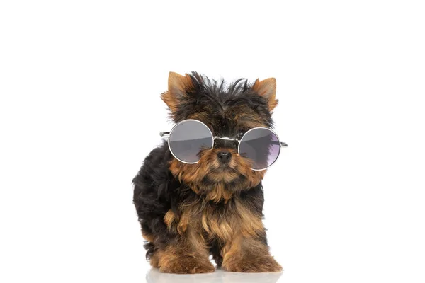Bedårande Yorkshire Terrier Valp Bär Retro Solglasögon Och Står Vit — Stockfoto