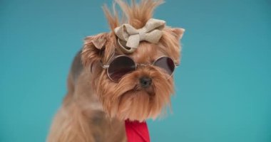 Küçük sevimli Yorkshire Teriyeri köpek yavrusu güneş gözlüğü takıyor ve kırmızı bandana stüdyoda mavi arka planda duruyor.
