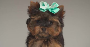 Küçük tatlı Yorkshire Teriyeri köpeği başının üstünde fiyonk takıyor ve stüdyoda gri arka planda oturuyor.